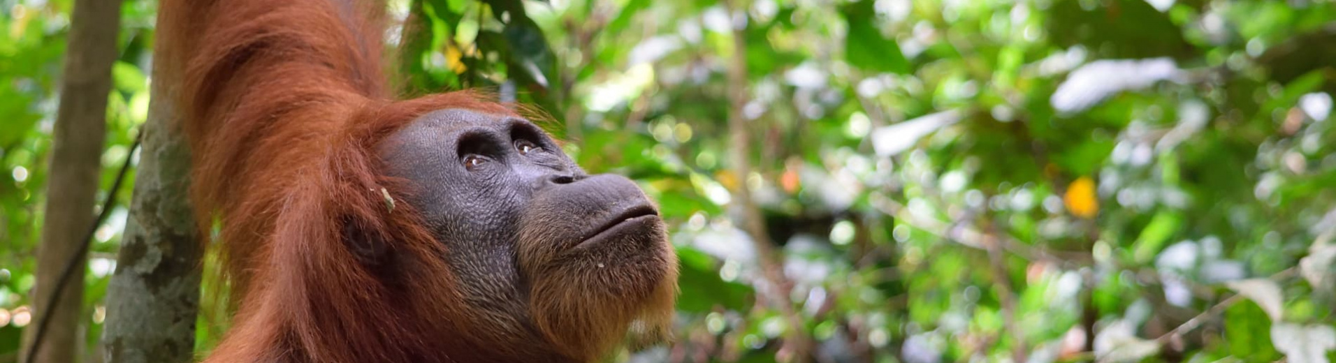 Un singe prend l'appareil photo d'une famille de touristes pour un