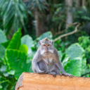 Monkey Forest